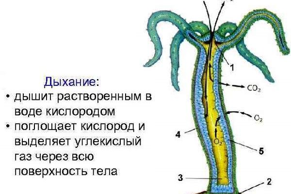 Кракен даркнет войти